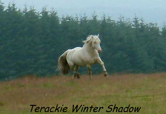 Terackie Winter Shadow