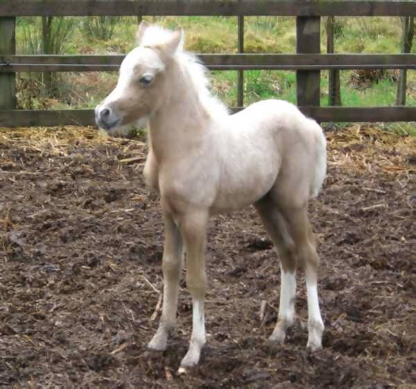 Palomino Cob